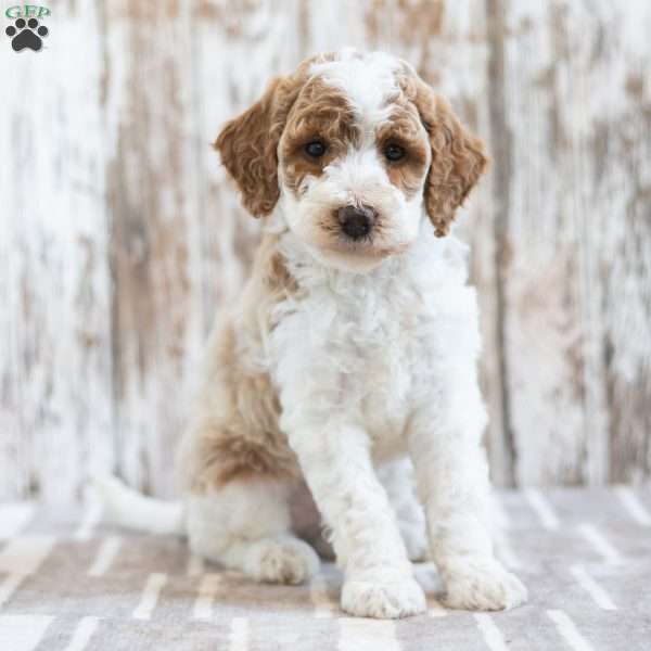Holly, Mini Labradoodle Puppy